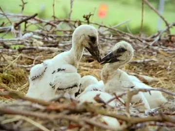 Las dos cigüeñas en su encuentro Las dos cigüeñas en su encuentro