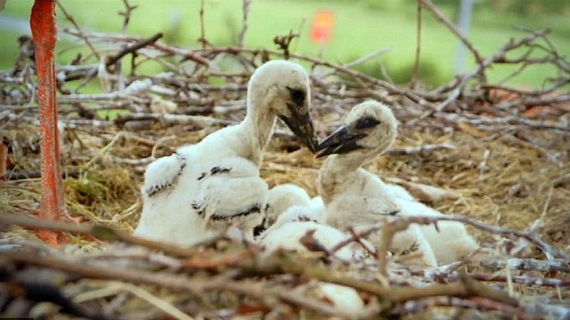 Las dos cig&uuml;e&ntilde;as en su encuentro