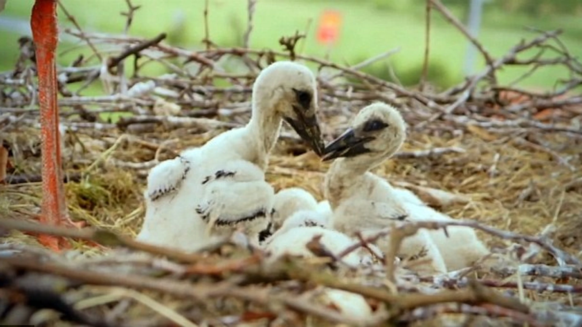 Las dos cigüeñas en su encuentro Las dos cigüeñas en su encuentro