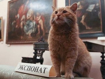 El gato 'Maray', conserje de un museo en Rusia