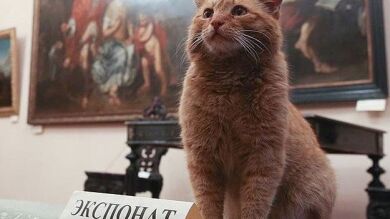 El gato 'Maray' es contratado como conserje en un museo de Rusia 