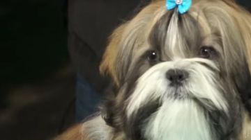 Cómo arreglar el pelo a un perro de la raza Shih Tzu I Perros - Cunipic