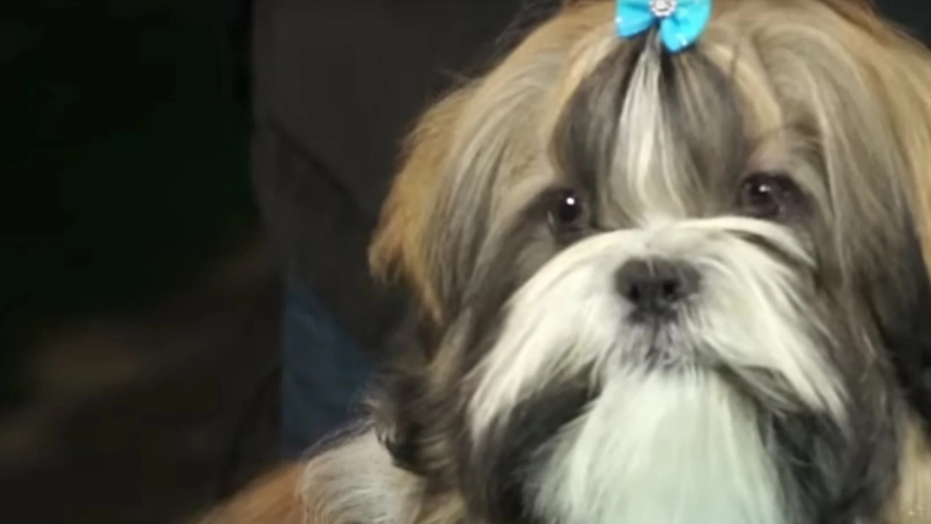Cómo arreglar el pelo a un perro de la raza Shih Tzu I Perros - Cunipic Cómo arreglar el pelo a un perro de la raza Shih Tzu I Perros - Cunipic