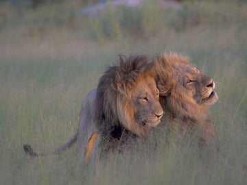 Una pareja de dos leones macho en África