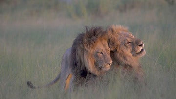 Una pareja de dos leones macho en África