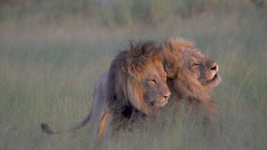 El romance entre dos leones macho en una reserva de África causa sensación en la Red