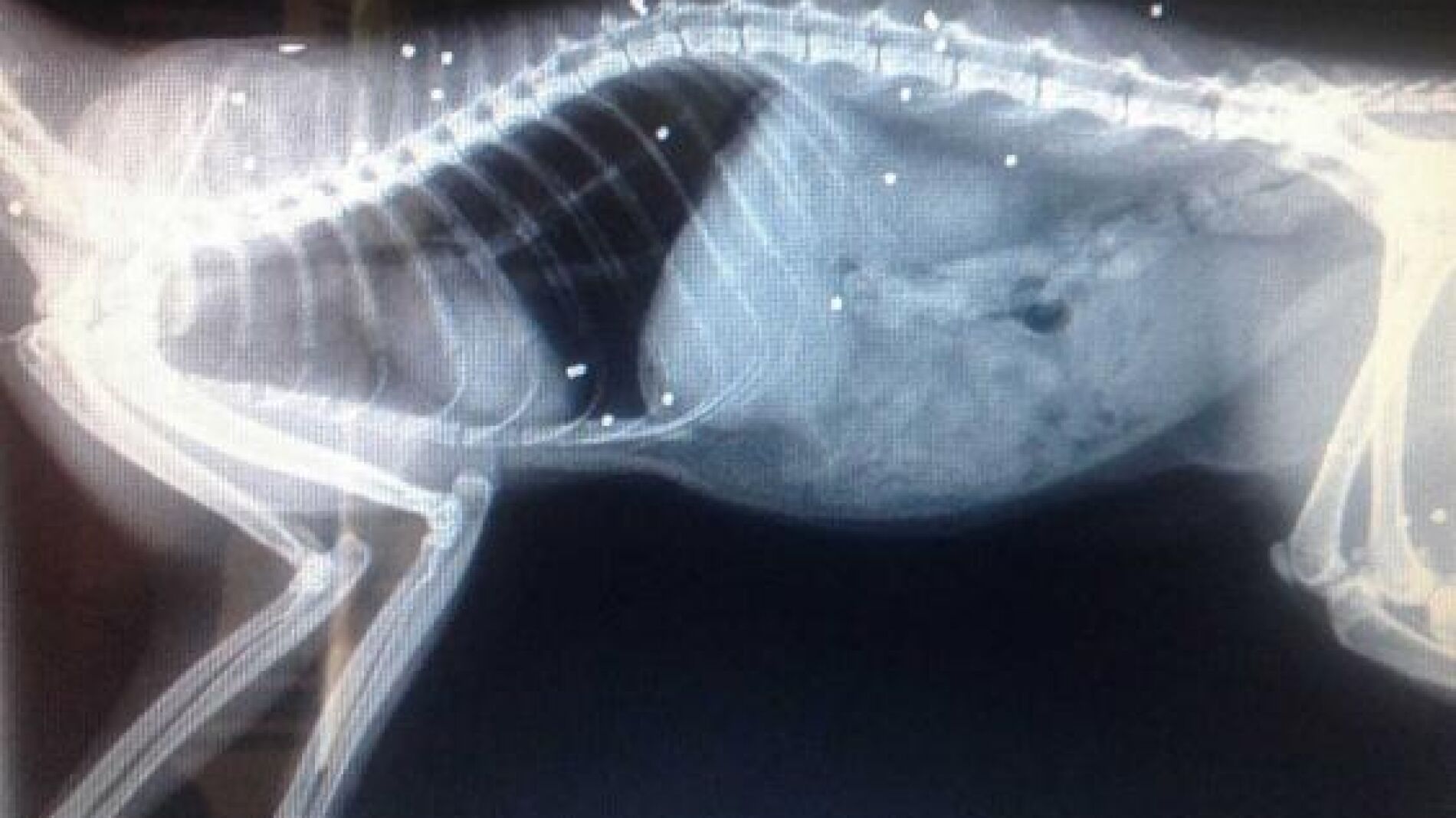 Gato herido por 30 disparos de escopeta