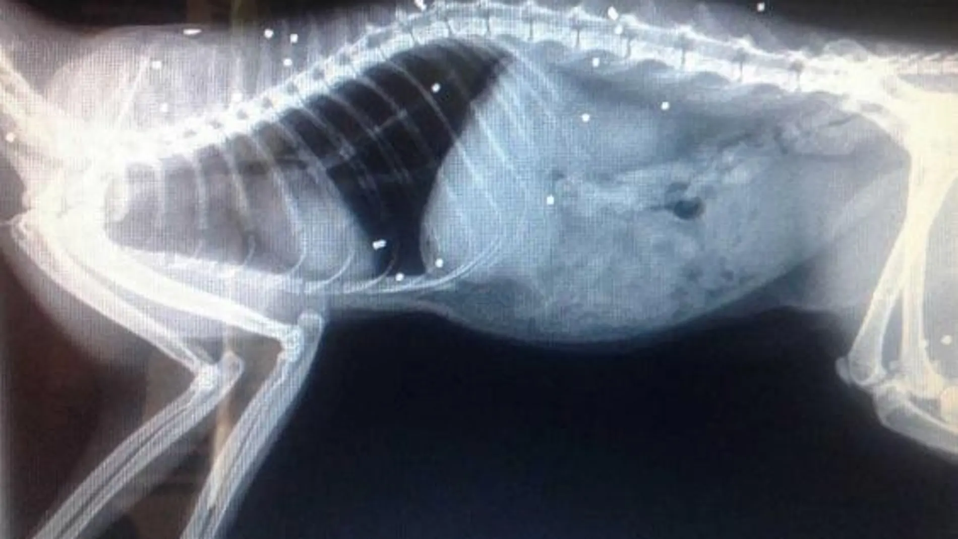 Gato herido por 30 disparos de escopeta Gato herido por 30 disparos de escopeta