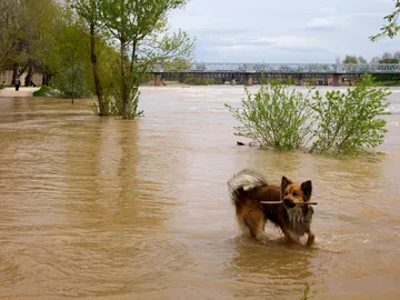 Crecida del Duero a su paso por Zamora Crecida del Duero a su paso por Zamora