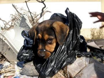 'Campa', la cachorro rescatada