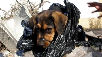 'Campa', la cachorro rescatada