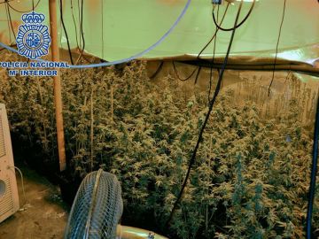 590 plantas de marihuana en Getafe