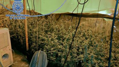 La Policía Nacional incauta 590 plantas de marihuana en un garaje de Getafe