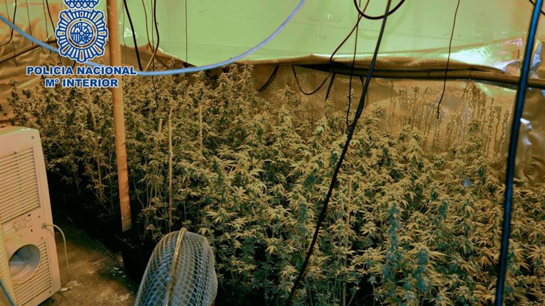 590 plantas de marihuana en Getafe