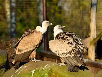 Pareja de buitres Pareja de buitres