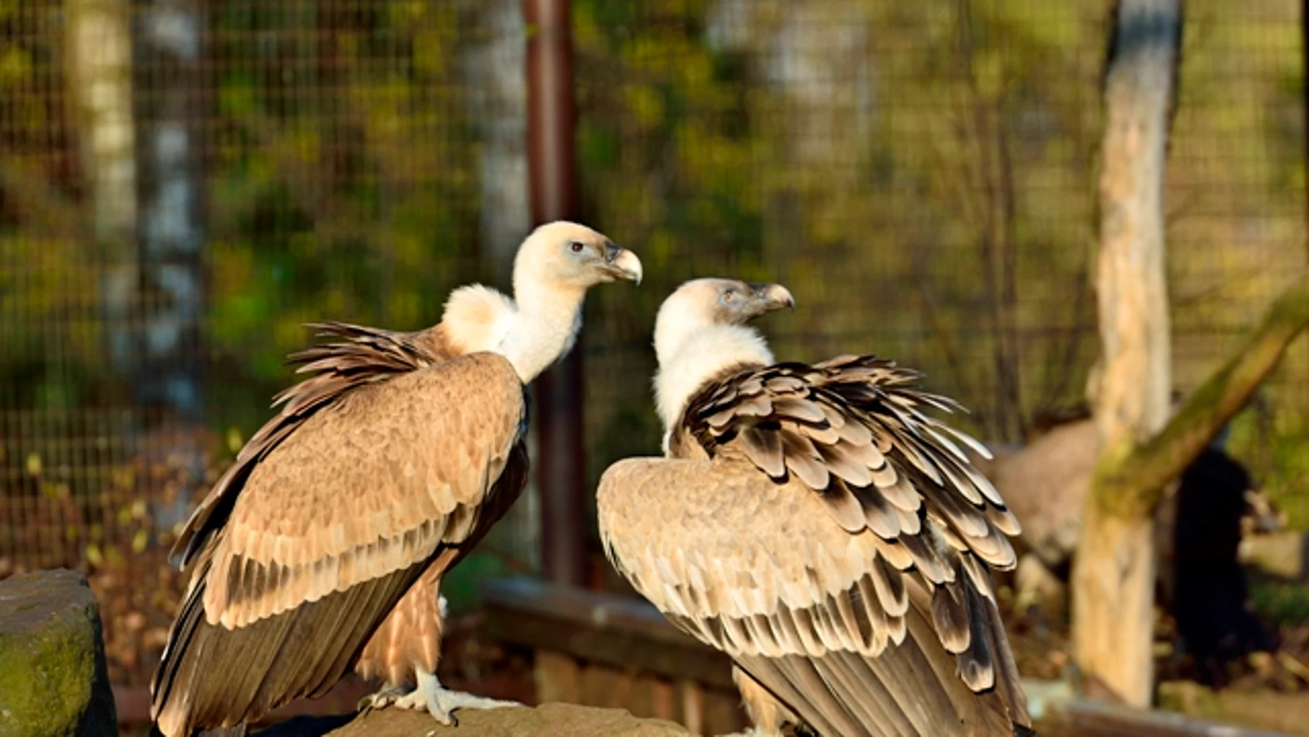 Pareja de buitres Pareja de buitres