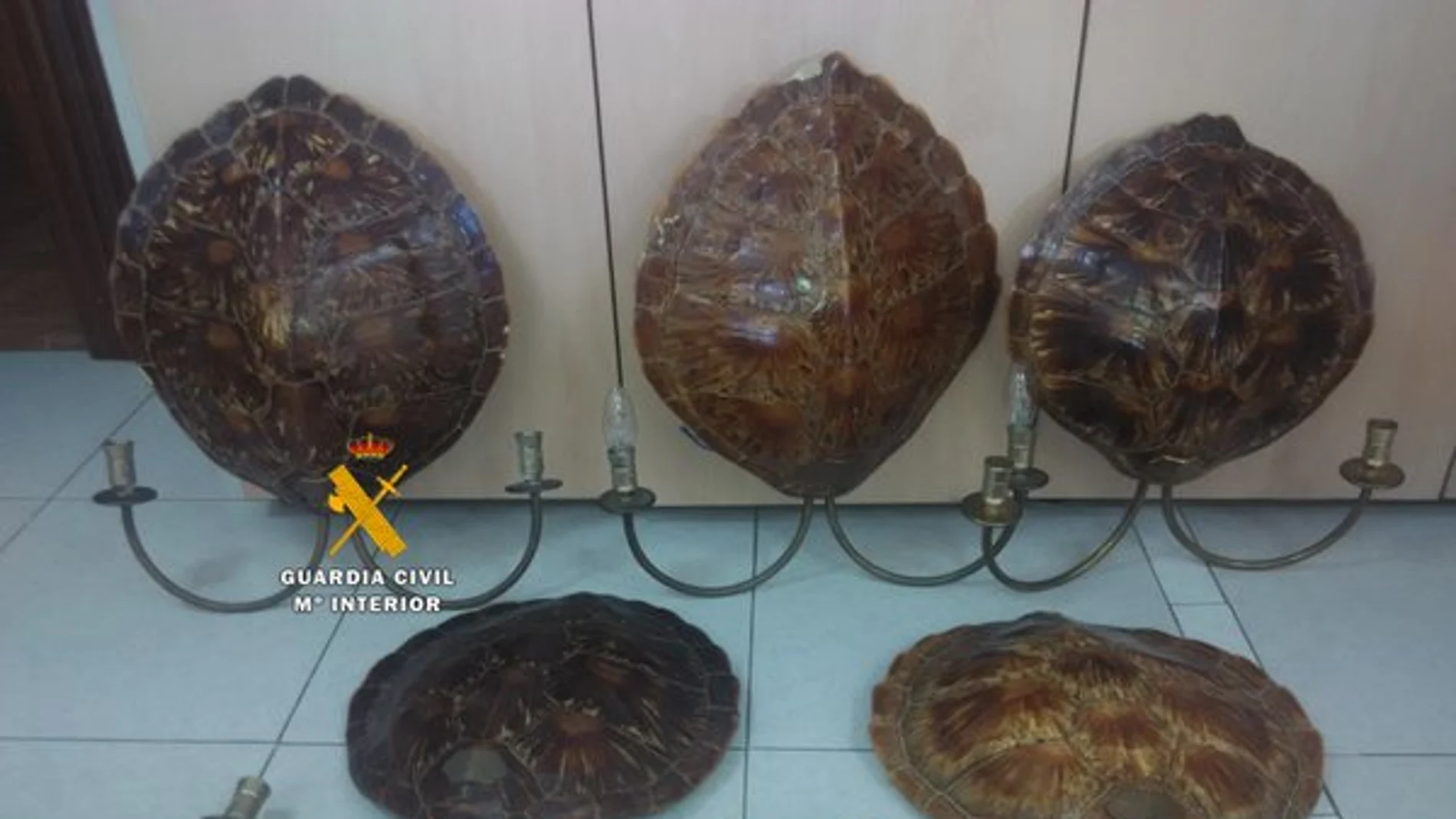 Los cinco caparazones incautados Los cinco caparazones incautados