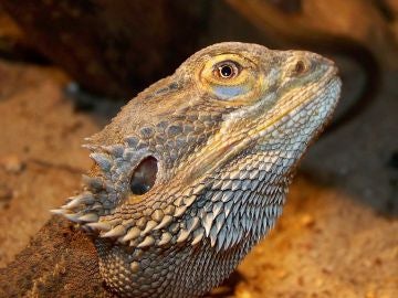 Lagarto | Archivo