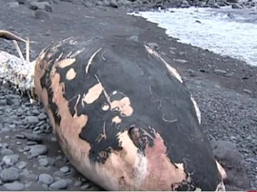 Un cetáceo varado en la costa canaria
