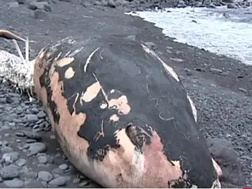 Un cetáceo varado en la costa canaria Un cetáceo varado en la costa canaria