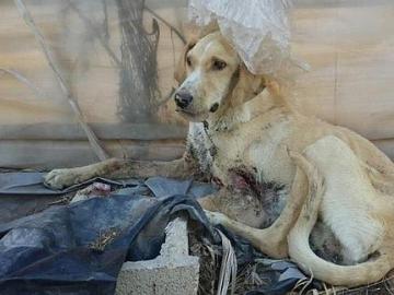 Perro abandonado Perro abandonado