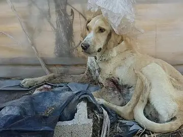 Perro abandonado Perro abandonado