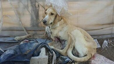 La Guardia Civil encuentra en Almería un perro con la boca y las piernas atravesadas con un alambre