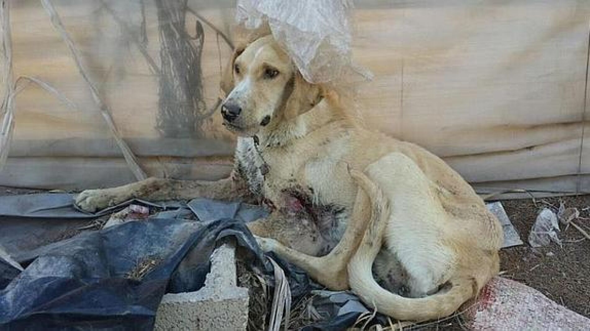 Perro abandonado