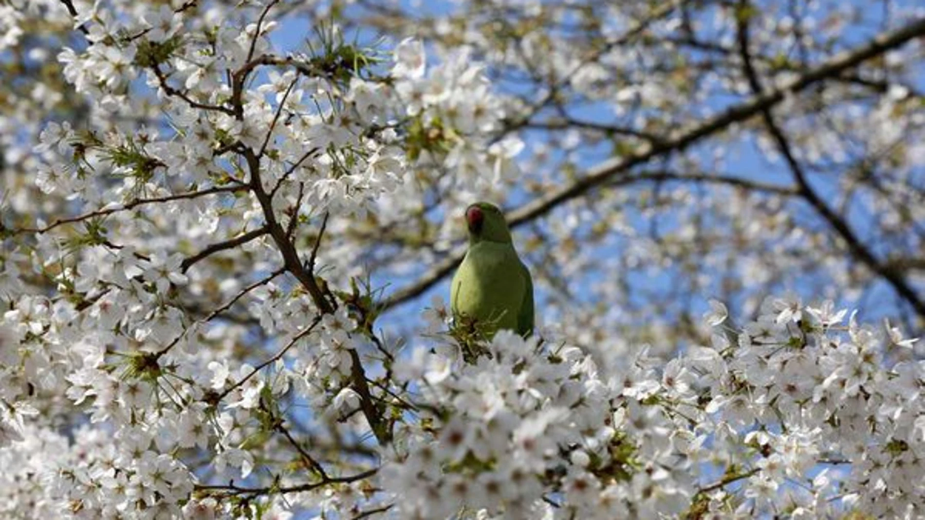 Imagen de un pájaro sobre un árbol en flor Imagen de un pájaro sobre un árbol en flor