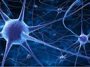Las neuronas que alberga nuestro cerebro Las neuronas que alberga nuestro cerebro