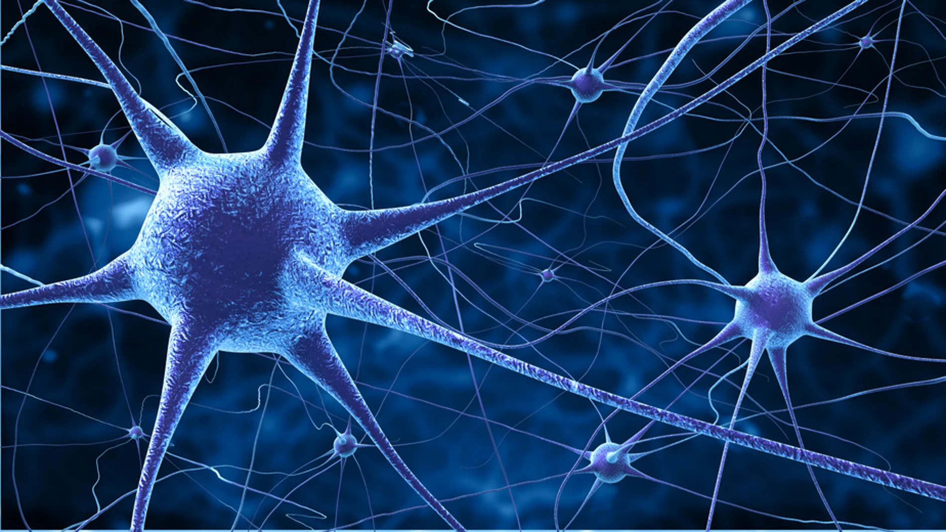 Las neuronas que alberga nuestro cerebro Las neuronas que alberga nuestro cerebro