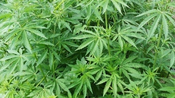 Planta de Marihuana