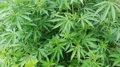 México da un paso más para legalizar la marihuana con el fin de uso medicinal 