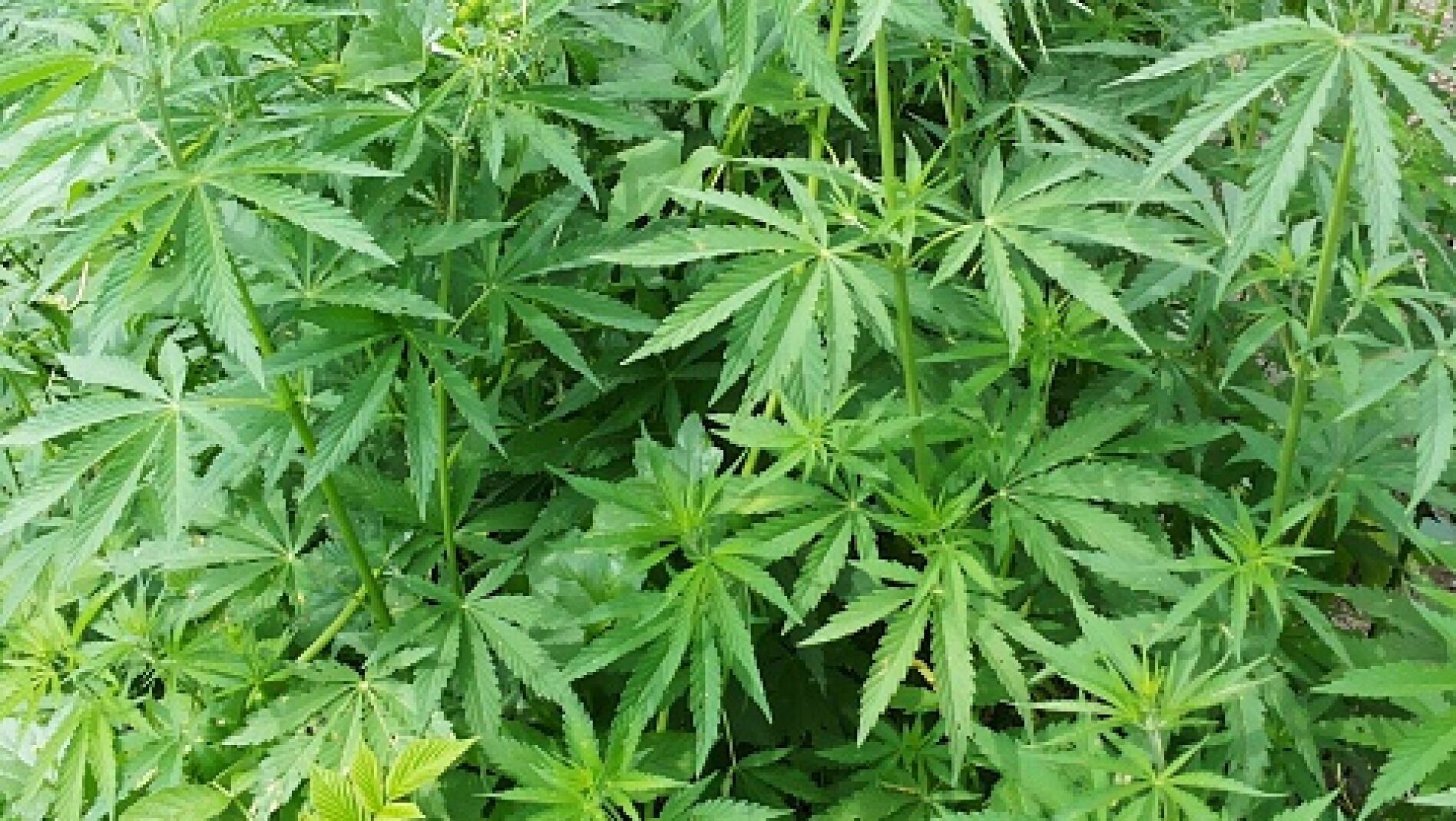 Planta de Marihuana