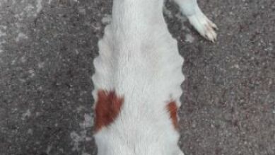 Detenido un hombre en Castellón por maltratar y abandonar a un perro