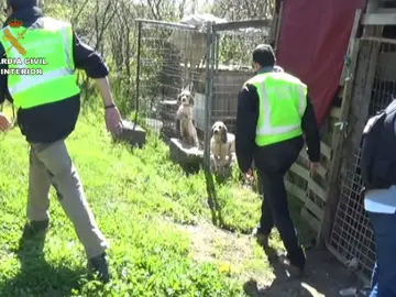 El lugar donde escondían a los perros para las peleas El lugar donde escondían a los perros para las peleas