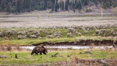 Abatido a disparos Scarface, el oso grizzly más famoso de Yellowstone