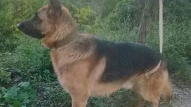 Recogen firmas para evitar el sacrificio de Garulo, un perro abandonado en Barcelona