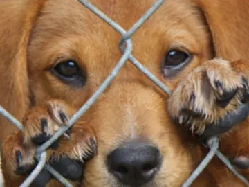 Un perro abandonado Un perro abandonado