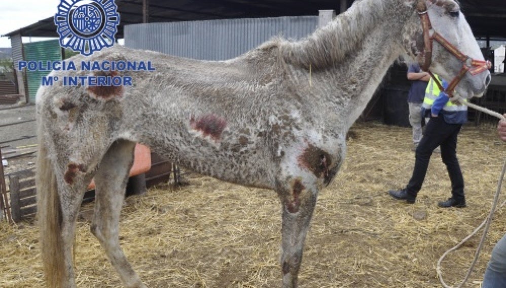 Uno de los caballos desnutridos encontrados en Málaga