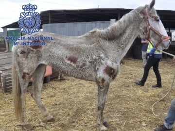 Uno de los caballos desnutridos encontrados en Málaga