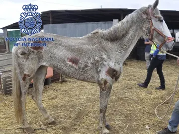 Uno de los caballos desnutridos encontrados en Málaga Uno de los caballos desnutridos encontrados en Málaga