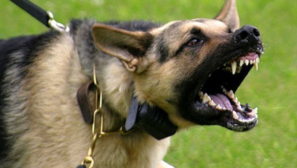 Imagen de un perro agresivo