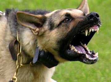 Imagen de un perro agresivo