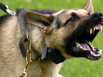 Imagen de un perro agresivo Imagen de un perro agresivo