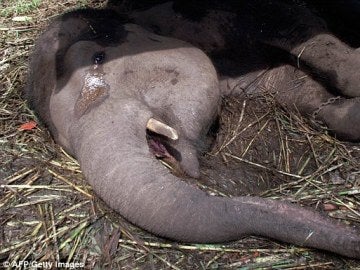 La elefanta Yani llora tumbada sobre el suelo