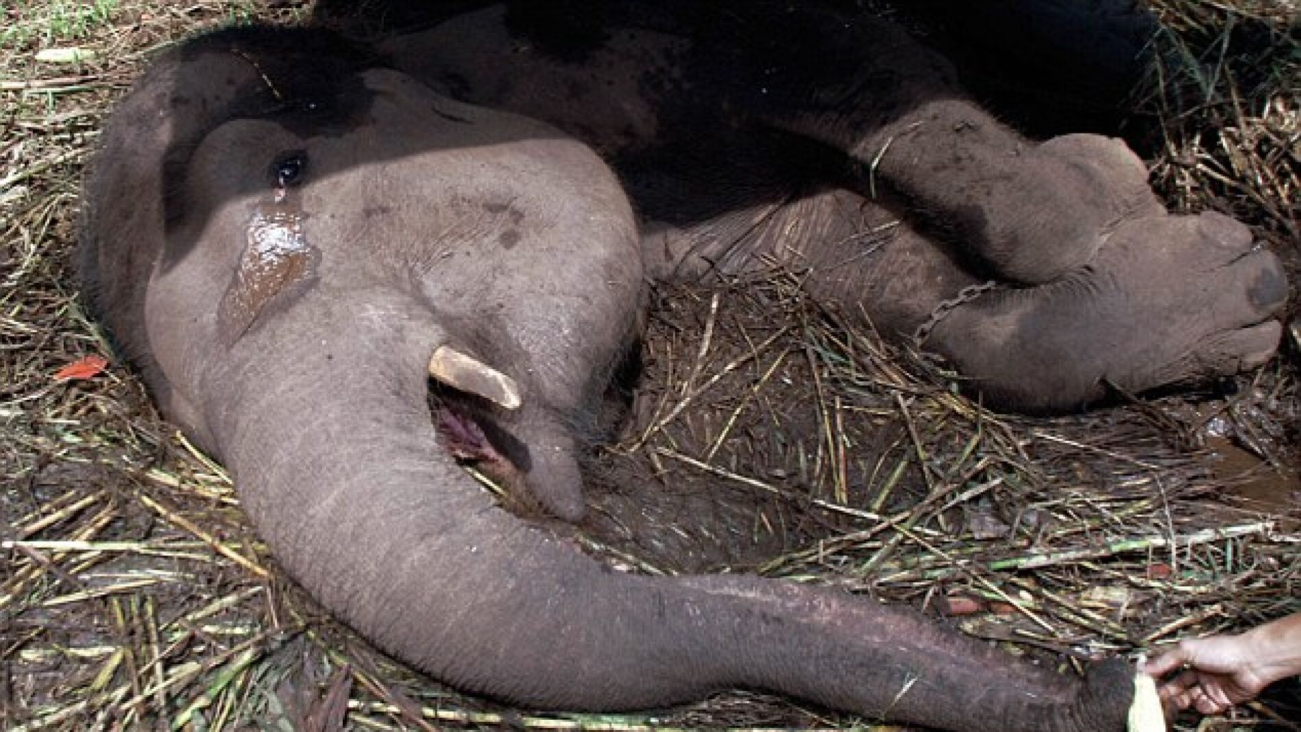 La elefanta Yani llora tumbada sobre el suelo