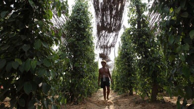 Un informe alerta de que a partir de 2030 el cambio climático causará 250.000 muertes anuales en el mundo
