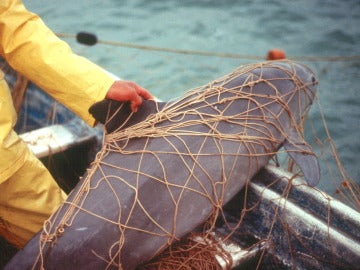 Una vaquita marina atrapada en las redes de pescadores locales