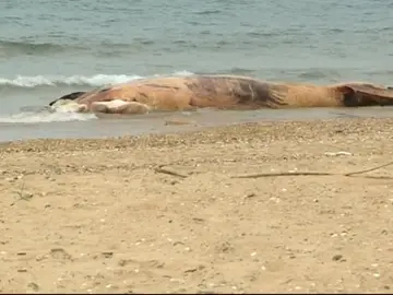 Frame 43.767116 de: Nadie se hace cargo del ballenato muerto en Huelva Frame 43.767116 de: Nadie se hace cargo del ballenato muerto en Huelva